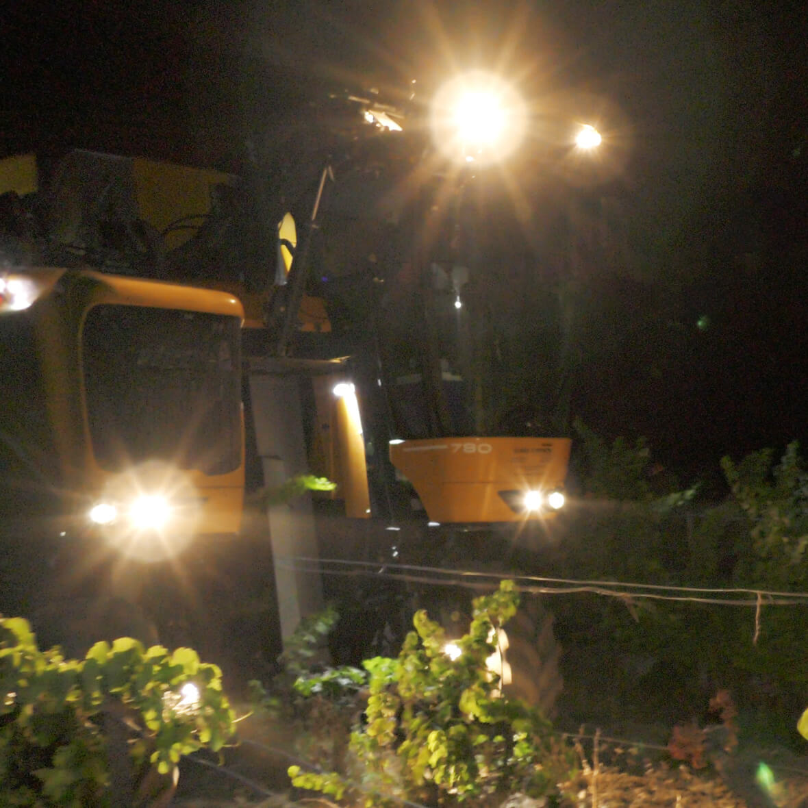 Mechanical grape harvest bye night