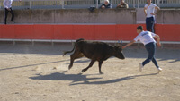 bullfighting in the arenas on a beautiful afternoon in February 2022 in Gallargues-le-Montueux